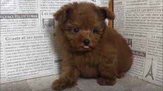 ペットショップ　犬の家　加古川店「トイプードル」「105004」