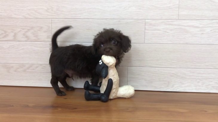 105055 （トイプードル×チワワ）♂ ペットショップ犬の家 豊川インター店