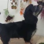 ペットショップ犬の家倉敷中庄店「ハーフ犬」「105060」