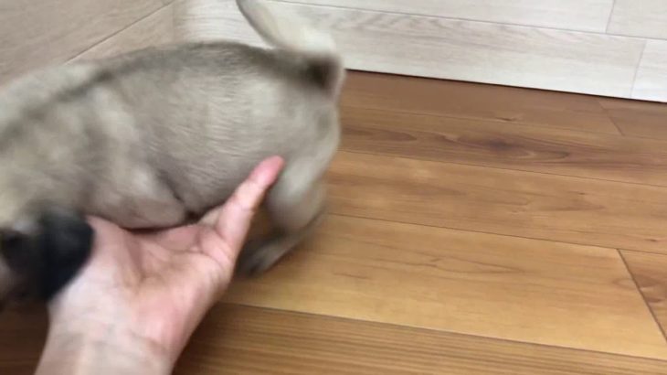 105126 パグ ♂ ペットショップ犬の家＆猫の里 豊川インター店