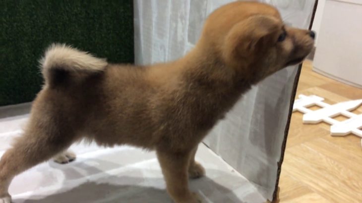 ペットショップ犬の家＆猫の里カインズ梓川店「柴」「お問い合わせ番号105172」