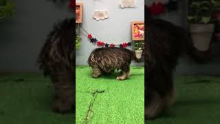 ペットショップ犬の家刈谷　お問合せ番号（105382）ハーフ犬