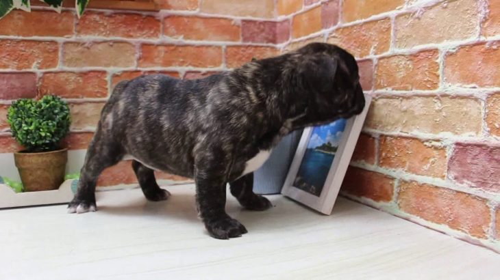 ワンラブ　名古屋市　ペットショップ　170719