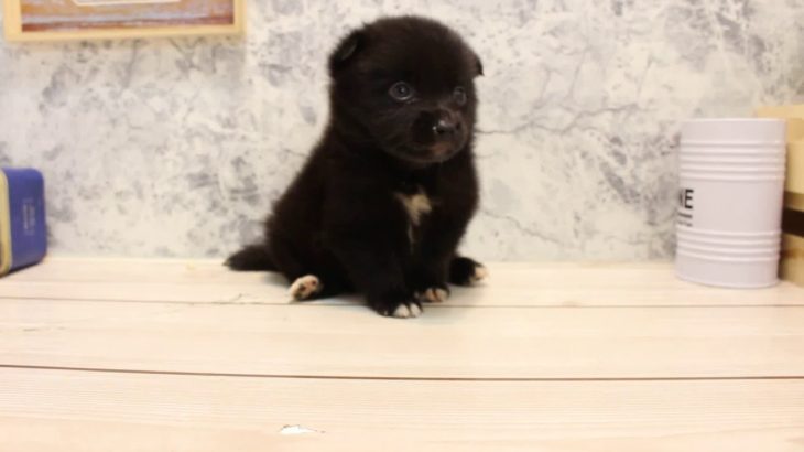 ワンラブ　名古屋市　ペットショップ　170722