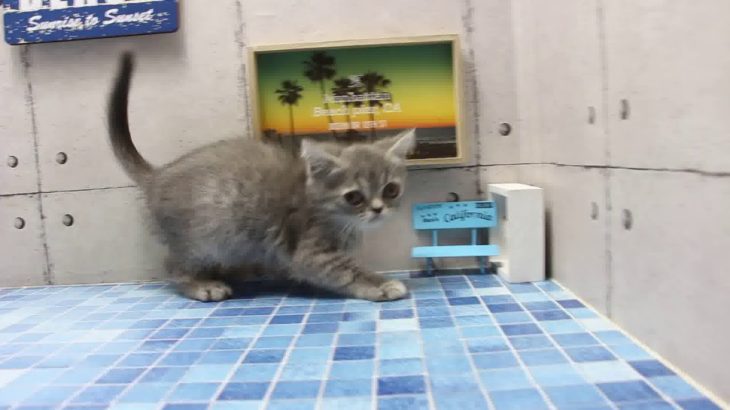 ワンラブ　名古屋市　ペットショップ　170824