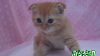 1905120 【ペットショップ エンゼル】お薦めの子犬・子猫