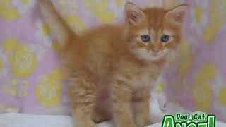 1908033  【ペットショップ エンゼル】お薦めの子犬・子猫