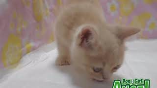 1908107 【ペットショップ エンゼル】お薦めの子犬・子猫