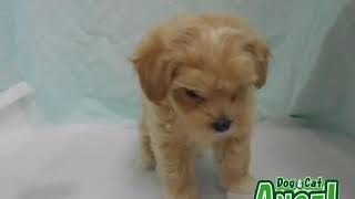 1908111 【ペットショップ エンゼル】お薦めの子犬・子猫