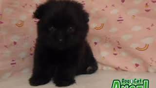 1909005  【ペットショップ エンゼル】お薦めの子犬・子猫