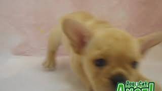 1909007  【ペットショップ エンゼル】お薦めの子犬・子猫