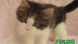 1909008  【ペットショップ エンゼル】お薦めの子犬・子猫