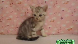 1909079  【ペットショップ エンゼル】お薦めの子犬・子猫