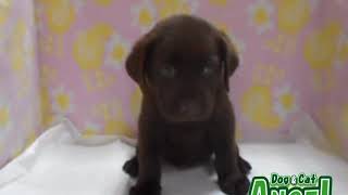 1909080  【ペットショップ エンゼル】お薦めの子犬・子猫