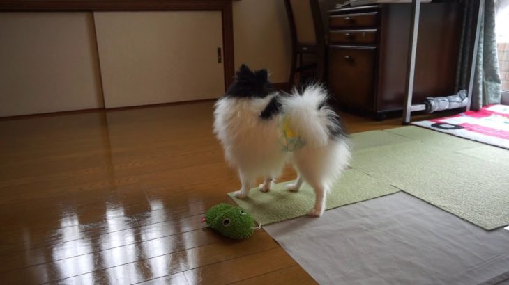 20190903　ぽんずちゃん初めてのラルゴ。ペットホテル「ラルゴ」盛岡