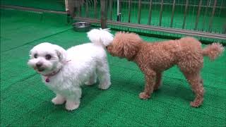 20190904　ダックペットサービス　ふれあいタイム