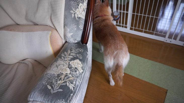 20190907　愛（めご）ちゃん。ペットホテル「ラルゴ」盛岡