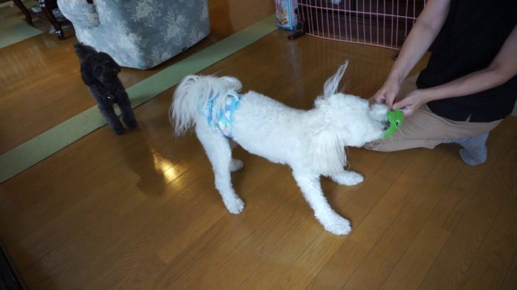 20190908　午前中のバブちゃんとラブちゃん。ペットホテル「ラルゴ」盛岡