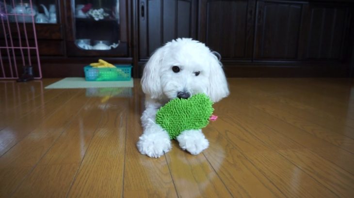 20190908　バブちゃんとラブちゃん。ペットホテル「ラルゴ」盛岡