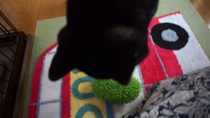 20190914　最近のお気に入り。ペットホテル「ラルゴ」盛岡