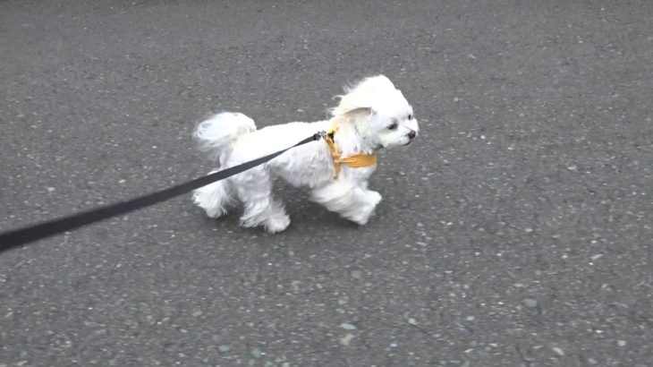 20190918　フランちゃんの散歩。ペットホテル「ラルゴ」盛岡