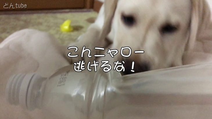 【百獣の王になる】ペットボトルの倒し方。3か月の子犬ラブラドールどんの大きすぎる野望