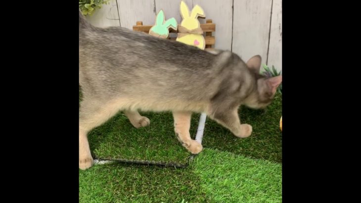 ペットショップ 犬の家 倉敷店 「アビシニアン」「977232」