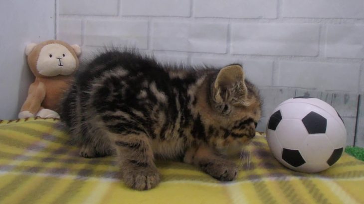 ペットショップCoo&RIKU No生体番号 犬種名