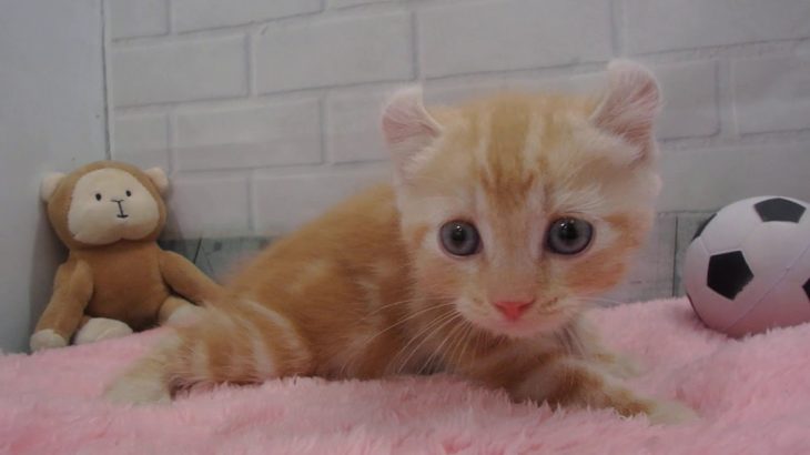 ペットショップCoo&RIKU No00441558 アメリカンカール