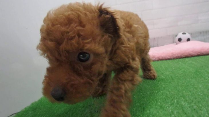 ペットショップCoo&RIKU No00441561 Ｔ・プードル