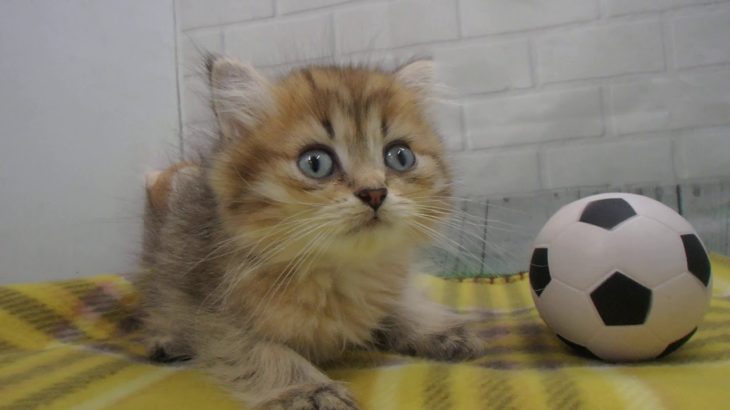 ペットショップCoo&RIKU No00441563 ペルシャ