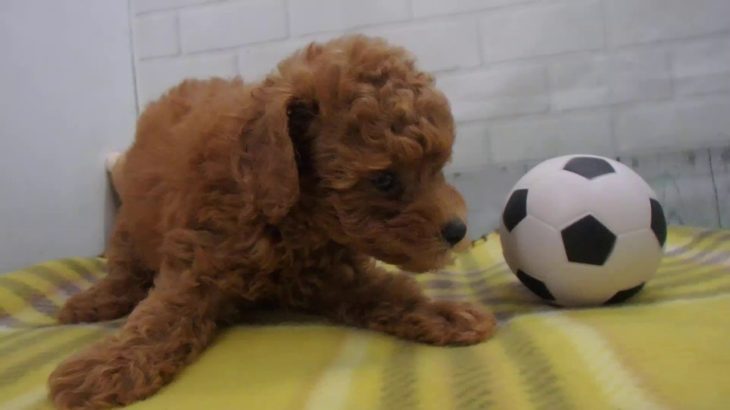 ペットショップCoo&RIKU No00441570 Ｔ・プードル