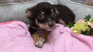 ペットショップCoo&RIKU No432393 チワワ