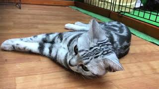 ペットショップCoo&RIKU　アメリカンショートヘアー　396087