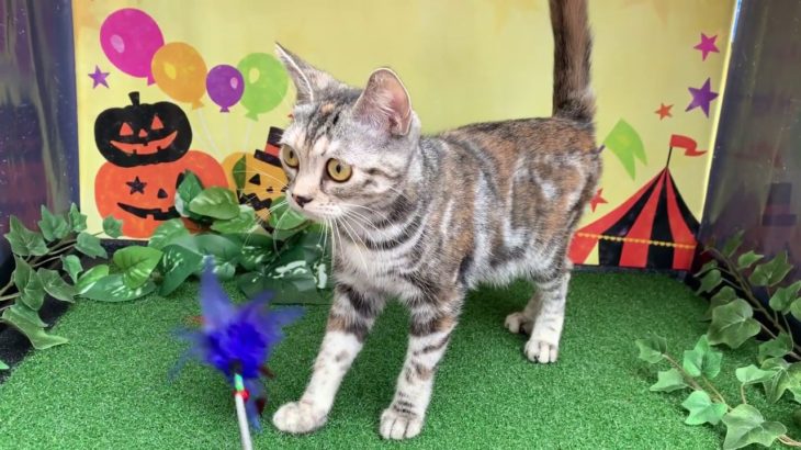 ペットショップCoo&RIKU　NO.416042　アメリカンショートヘアー