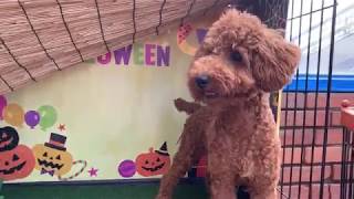 ペットショップCoo&RIKU　NO.419993　Tプードル