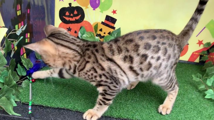 ペットショップCoo&RIKU　NO.422650　ベンガル