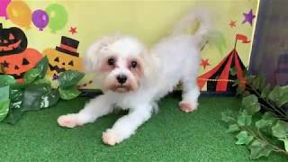 ペットショップCoo&RIKU　NO.428209　マルチーズ