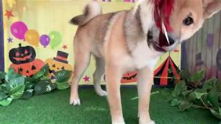 ペットショップCoo&RIKU　NO.429225　柴犬