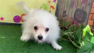 ペットショップCoo&RIKU　NO.431888　ポメラニアン