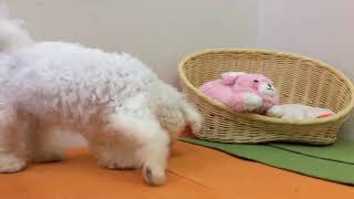 ペットショップCoo&RIKU　No.433713　ビションフリーゼ