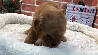 ペットショップCoo&RIKU　No.442184　トイプードル