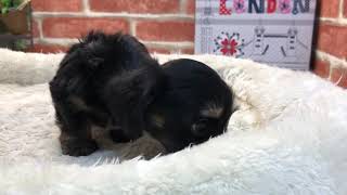 ペットショップCoo&RIKU　No.442204　MIX