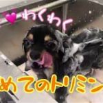 【チワワ】チョコちゃん初めてのトリミングに大はしゃぎ！？［兵庫ペット医療センター トリミング 尼崎 犬動画　］Happy dog glooming