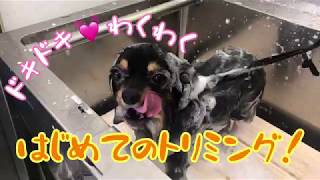 【チワワ】チョコちゃん初めてのトリミングに大はしゃぎ！？［兵庫ペット医療センター トリミング 尼崎 犬動画　］Happy dog glooming
