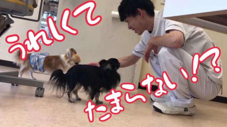 嬉しいがいっぱい！［兵庫ペット医療センター トリミング 尼崎 犬動画　］Happy dog glooming
