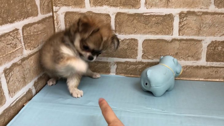 【No.】ペットショップ犬の家猫の里碧南店