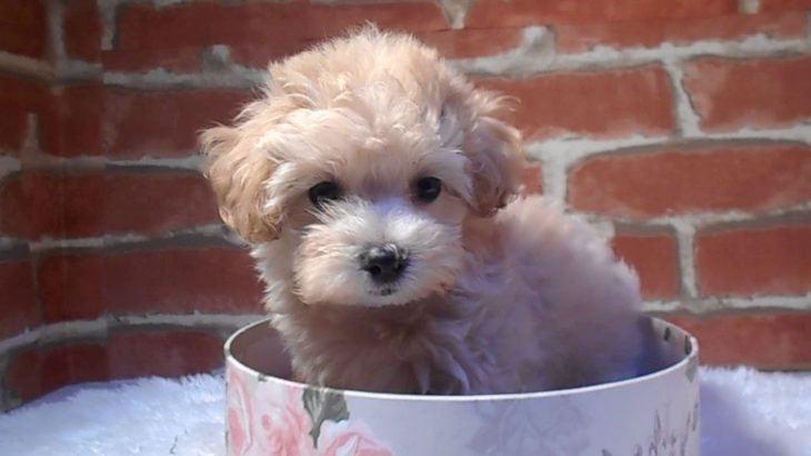 No.105122  T.P×マルチーズ　女の子　ペットショップ犬の家岐南店