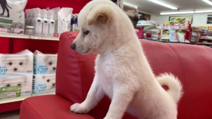 ペットショップ犬の家　塩尻店　No.105218 柴　♀