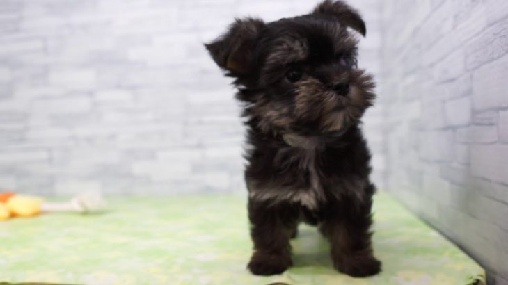 【きくちペット】 仔犬仔猫 No.19285　ミックス犬（父：マルチーズ 母：ヨークシャー・テリア）